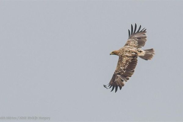 Zemlje Panonskog regiona zajedno u zaštiti orla krstaša