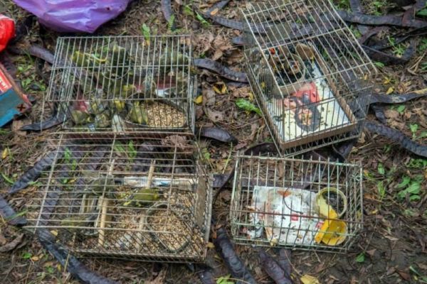 Uhvaćen u Pančevu sa torbom punom strogo zaštićenih ptica
