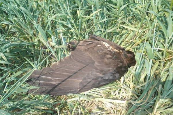 Okolina Bačke Topole – neugašeno žarište trovanja divljih životinja