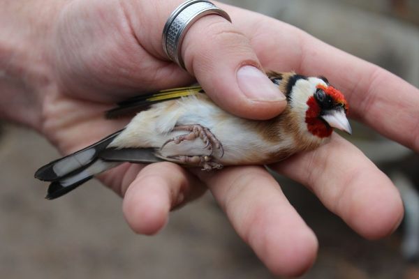 Oslobođene ptice pevačice, koje su protivzakonito držane
