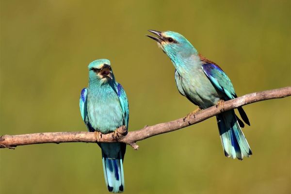 FOTO IZLOŽBA „PRIRODA VOJVODINE“, KC VRŠAC, 21. MART 2018.