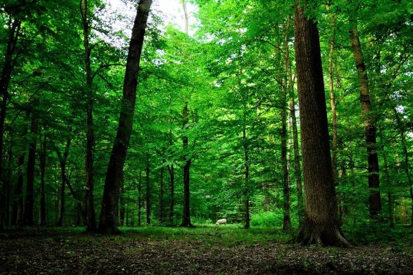 MEĐUNARODNI DAN ŠUMA - 21. MART