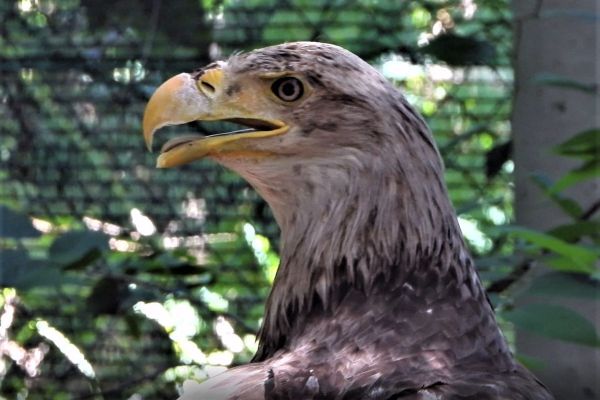 NAJVEĆI ORAO PANONSКE NIZIJE PONOVO LETI