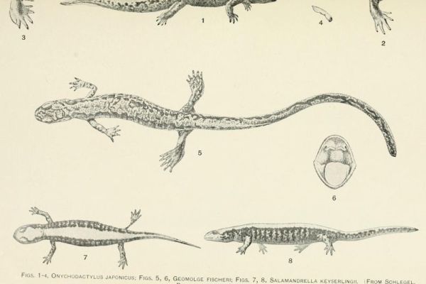 Herpetološka zbirka