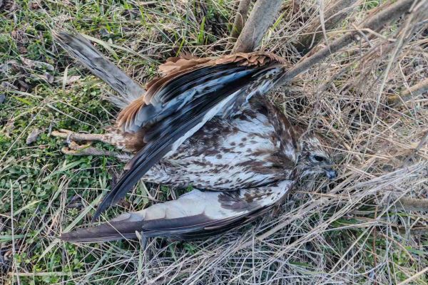 Pronađeno pet mrtvih mišara – sumnja na trovanje