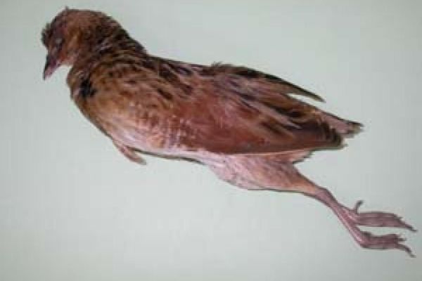 Presuda zbog ubijanja strogo zaštićene vrste ptice