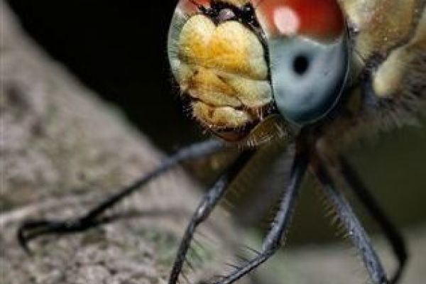 POZIV - FOTOGRAF U CARSTVU PRIRODE - MILAN ŽIVKOVIĆ