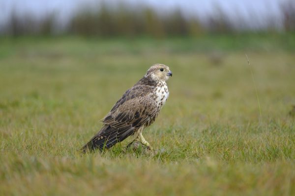„Soko“ sokolu gnezdo učinio