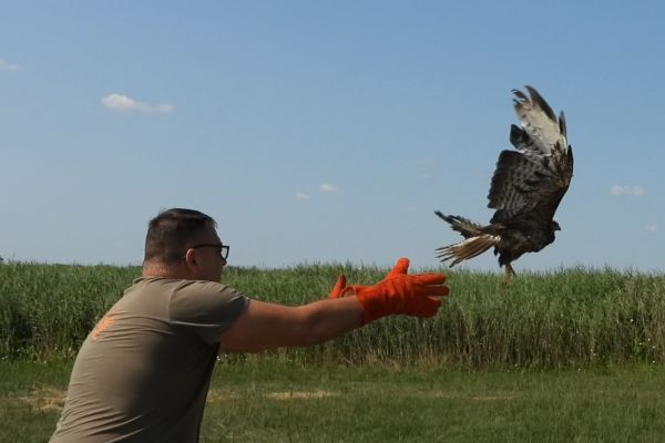Puštene zaštićene vrste ptica u blizini Ludaškog jezera