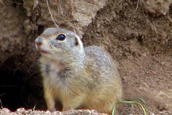 Svetski dan divlјih vrsta, 3. mart 2022. godine