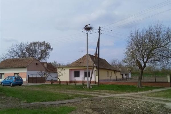 Bele rode na novom i sigurnom mestu