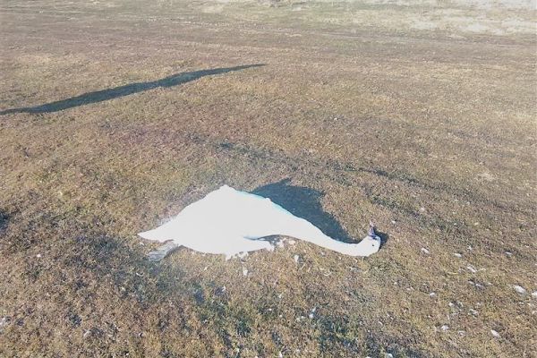 SAOPŠTENјE POKRAJINSKOG ZAVODA ZA ZAŠTITU PRIRODE U VEZI POJAVE PTIČJEG GRIPA