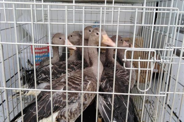 Spašeno i oslobođeno sedam mladih divljih gusaka (Anser anser)