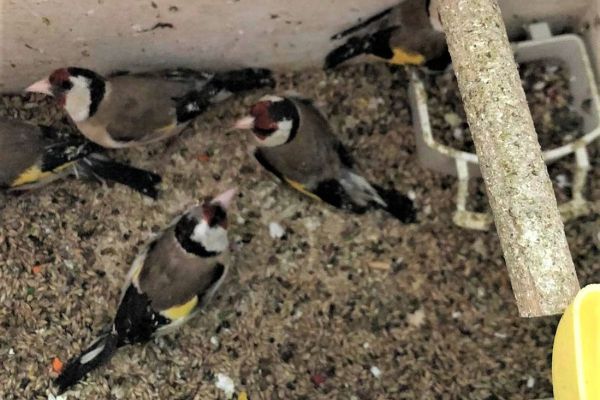 Uhvaćen u švercu češljugara preko granice, platio ogromnu kaznu