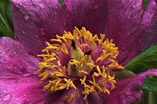 ZAŠTITA BANATSKOG BOŽURA