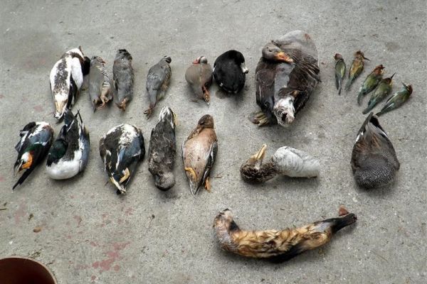 U zamrzivaču u Zrenjaninu pronađene i oduzete mrtve jedinke strogo zaštićenih vrsta ptica i sisara