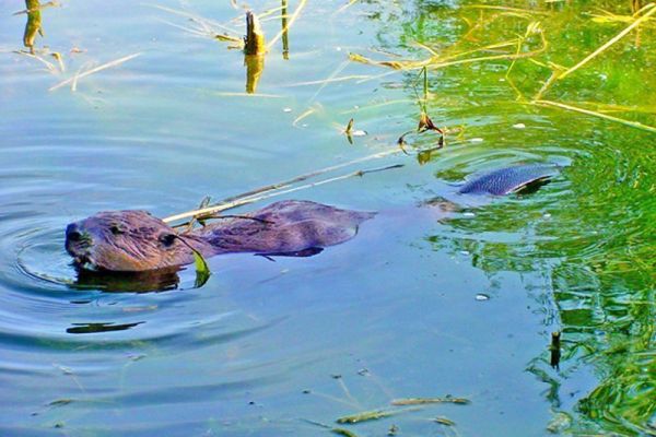 Uhvaćen dabar (Castor fiber) u reci Tisi kod Sente, 3. jul 2014.