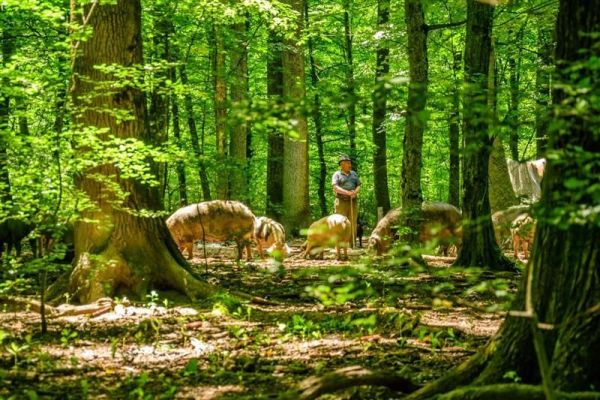 Bosutske šume uskoro postaju zaštićeno područje