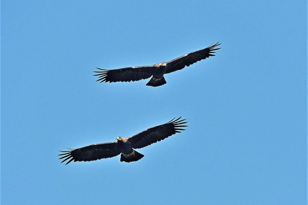 USPEŠNO ZAVRŠEN MEĐUNARODNI PROJEKAT ZAŠTITE ORLA KRSTAŠA