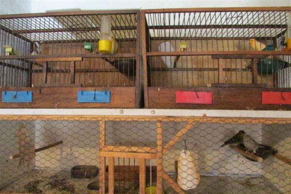 U Beloj Crkvi oduzete i puštene u prirodu 23 jedinke strogo zaštićenih vrsta ptica