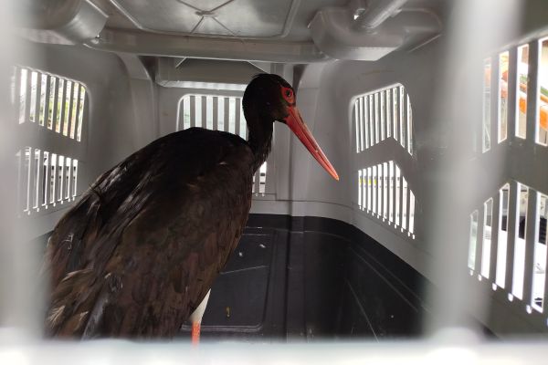 CRNA RODA VRAĆENA U PRIRODU