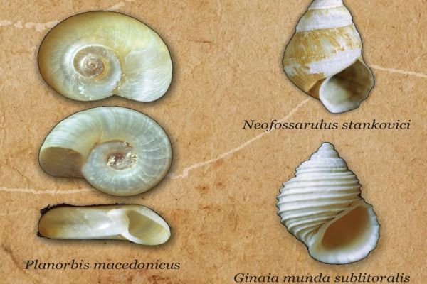 POZIV – ŽIVI FOSILI I ENDEMITI OHRIDSKOG JEZERA