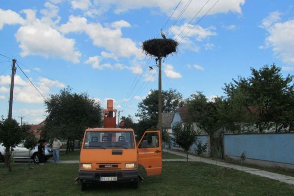 Mlada roda izbavljena iz gnezda-klopke