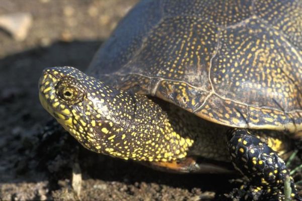 Kazna zbog pokušaja šverca barske kornjače na granici Srbije i Hrvatske