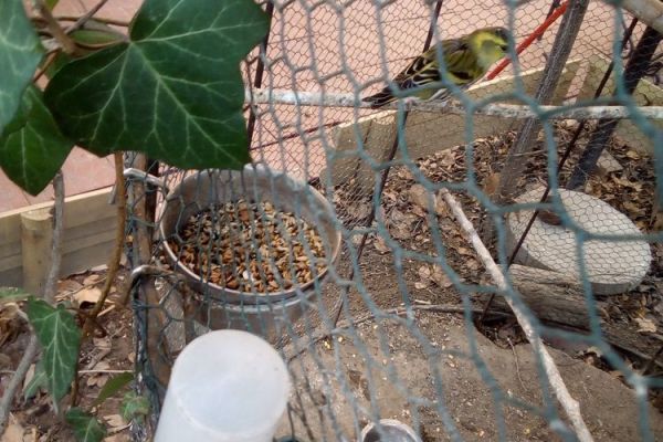 Novosađani nezakonito držali čiške