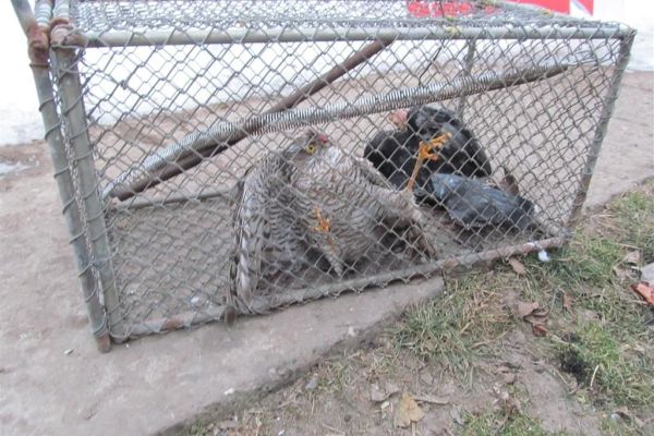 Uhvatio i držao u kavezu kopca, sledi mu prijava