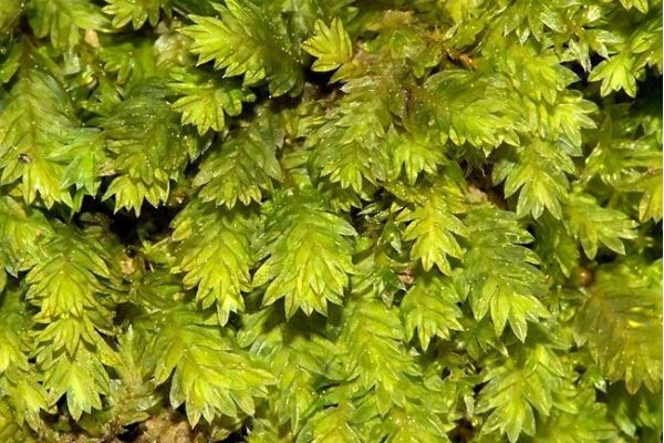 Pozivamo vas na otvaranje  XI Međunarodne izložbe fotografija pod nazivom:  "Sve dobre stvari su divlјe i slobodne!"