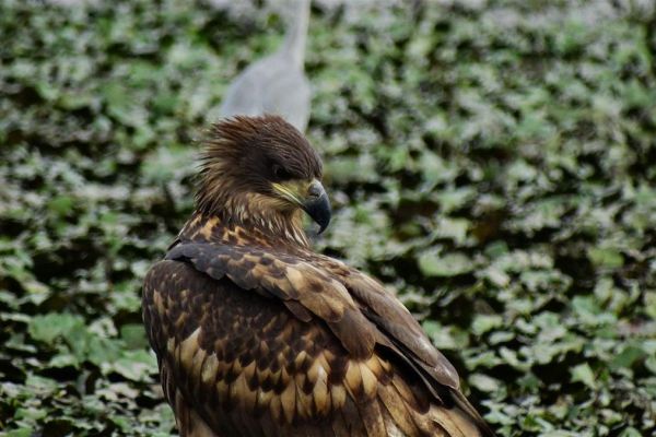 Belorepanu prete: gubitak staništa, polutanti u hrani i izgradnja vetroparkova