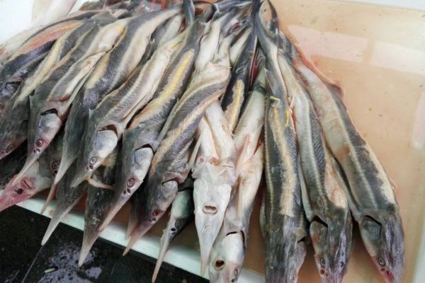 Od 1. januara 2019. zabranjen ribolov kečige u Srbiji!