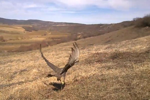 Oduzete četiri jedinke stepskog sokola (Falco cherrug), jedne od najređih vrsta ptica u Srbiji