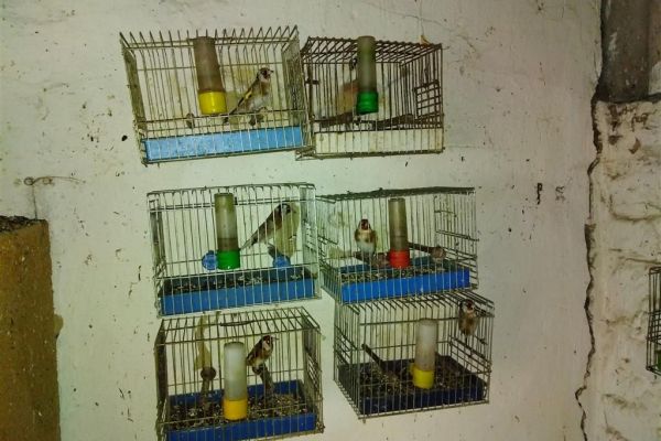 U Subotici oduzete protivzakonito držane ptice pevačice