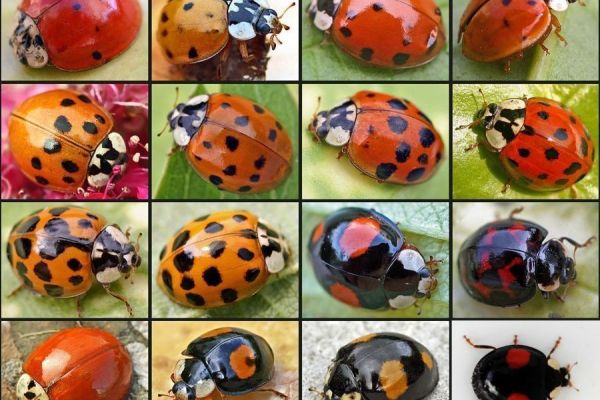 Saopštenje Pokrajinskog zavoda za zaštitu prirode