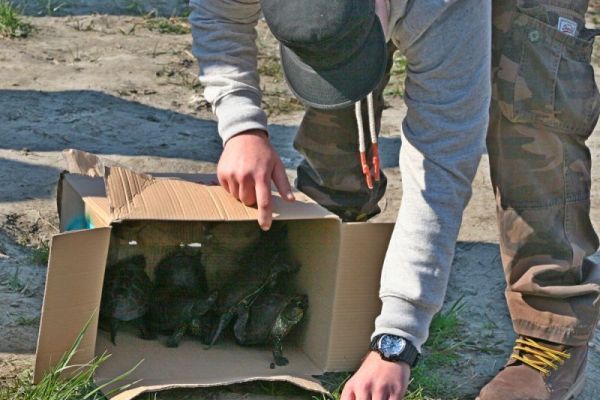 Vraćanje barskih kornjača u Jegričku