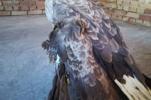 Zbrinut orao belorepan