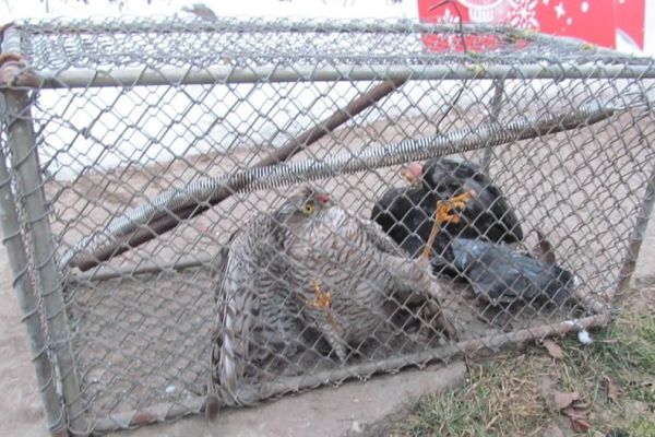 Uhvatio i prodavao kopca, kažnjen sa 75.000 dinara