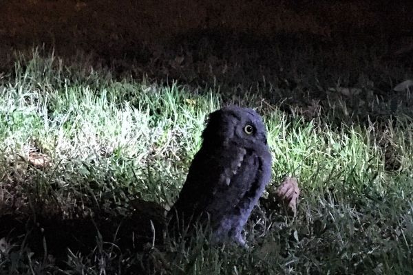 ĆUKOVI – NOĆNE PTICE U FUTOŠKOM PARKU
