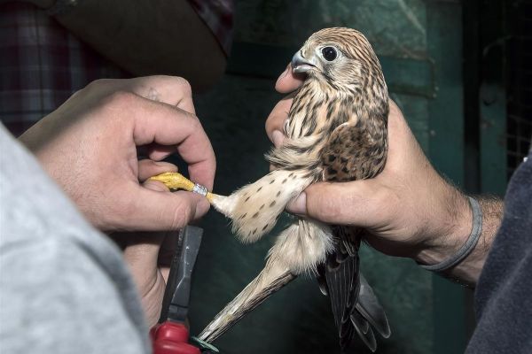 20 PTICA GRABLJIVICA VRAĆENO U DIVLJINU