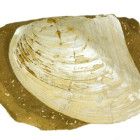 anodonta joane grgeteg