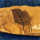 fosilna flora f gora