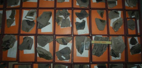 fosilna flora vrdnik