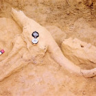 lobanja bizona beska1