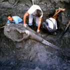 lobanja mamuta kikinda iskopavanje