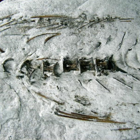 riba filijala beocin