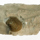 valenciennesia sp filijala beocin