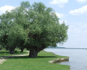 Dunav Srbija foto O  12 