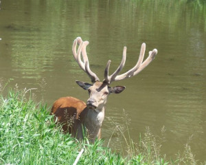 Dunav Srbija foto O  2 